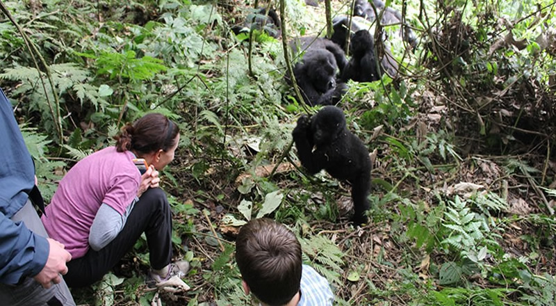 Gorilla Trekking in Uganda