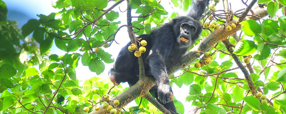 Kibale National Park | Location, Size, Primates, Everything to Know