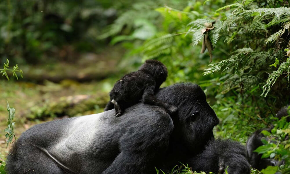 Bwindi Impenetrable National Park Animals
