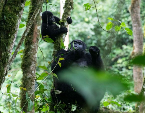 Flora and Fauna in Bwindi Impenetrable National Park