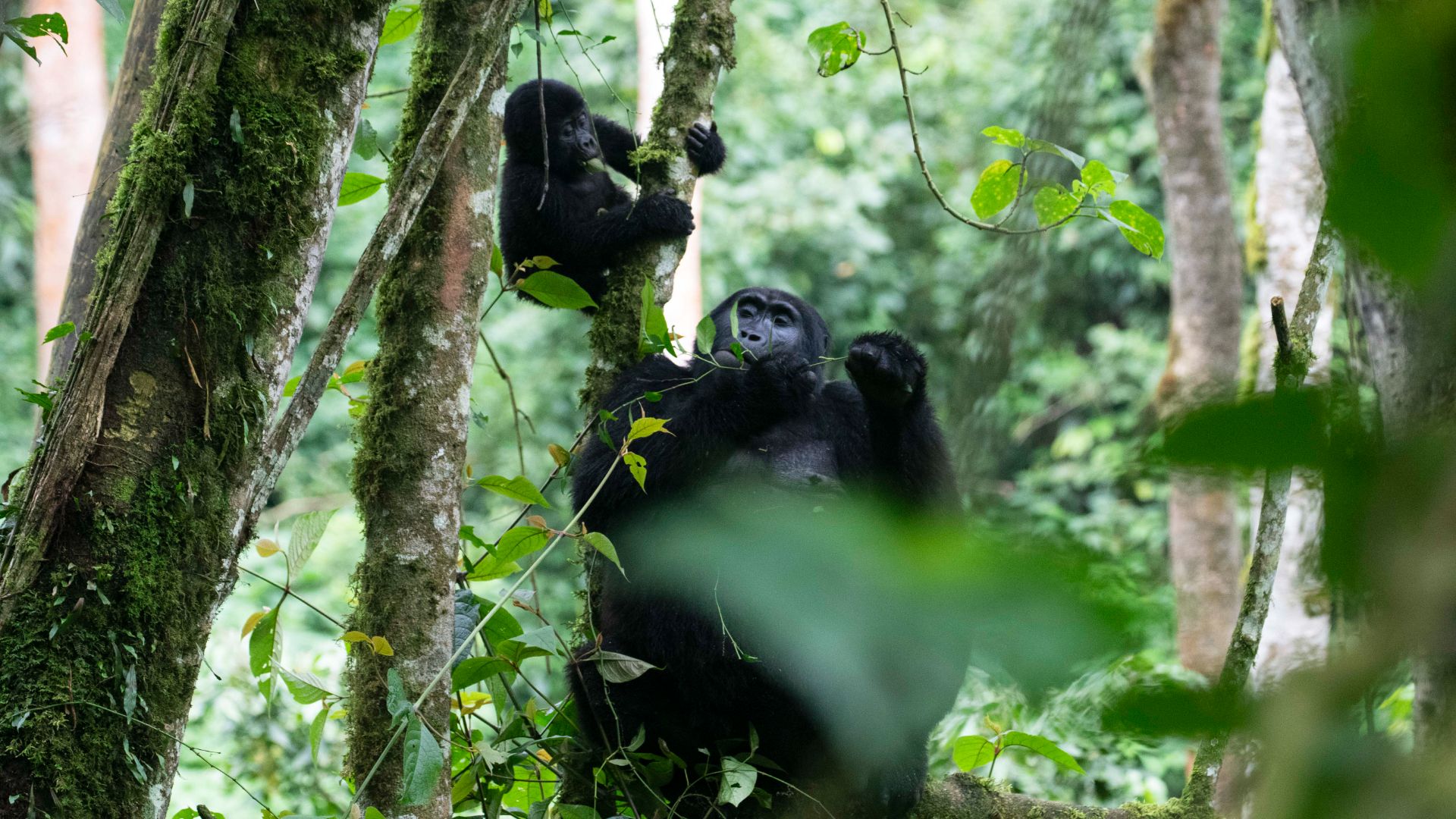 Flora and Fauna in Bwindi Impenetrable National Park