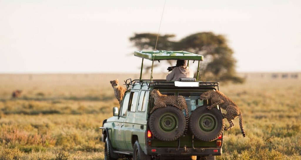 Safari Tour Experiences in East Africa 