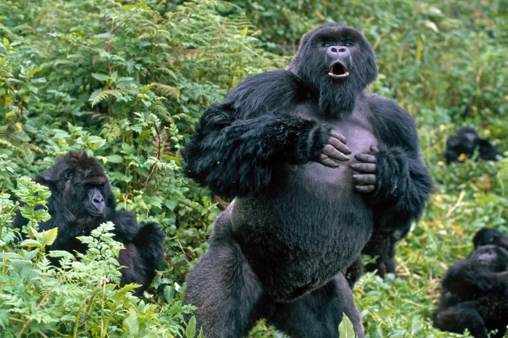 Mountain Gorilla Chest Beating