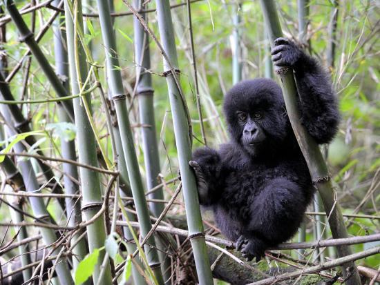 5 Days Rwanda Gorilla & Wildlife Safari