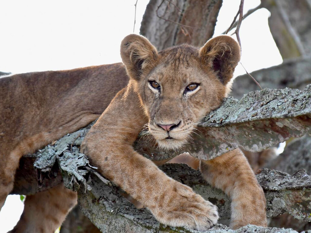 3 Days Wildlife Tour to Queen Elizabeth National Park Safari (2025)