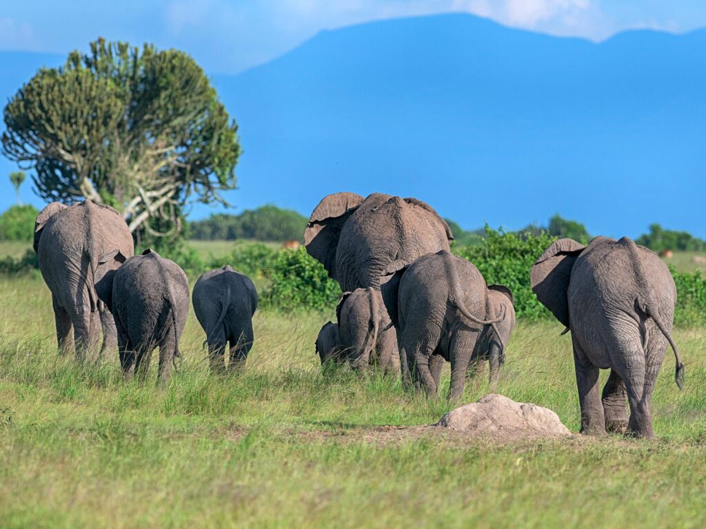 3 Days Wildlife Tour to Queen Elizabeth National Park Safari