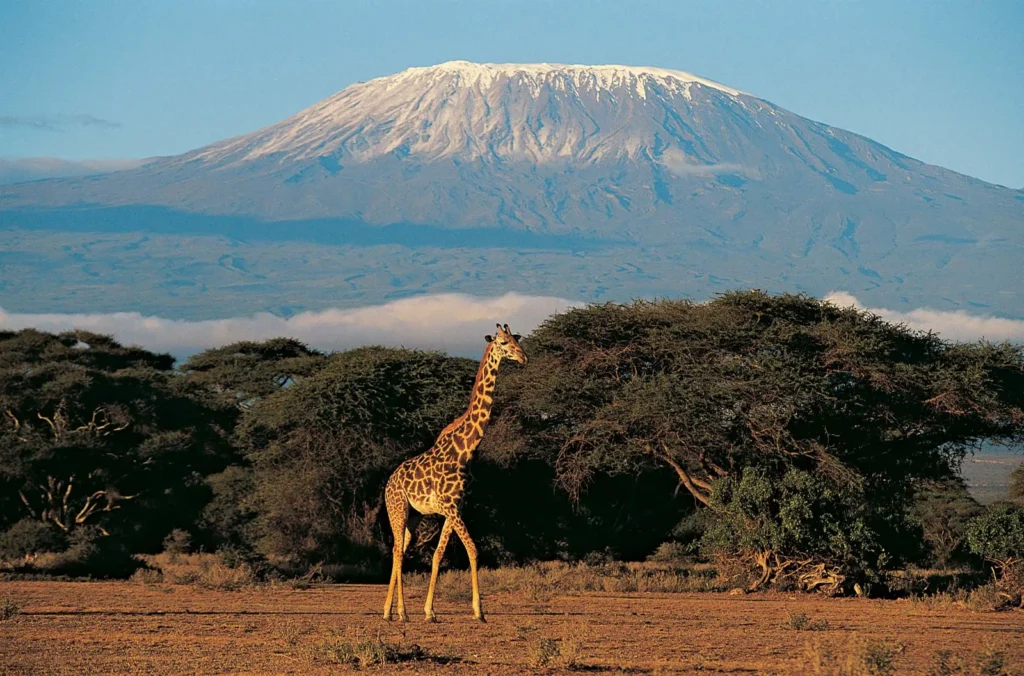 Safari Guide to Tanzania