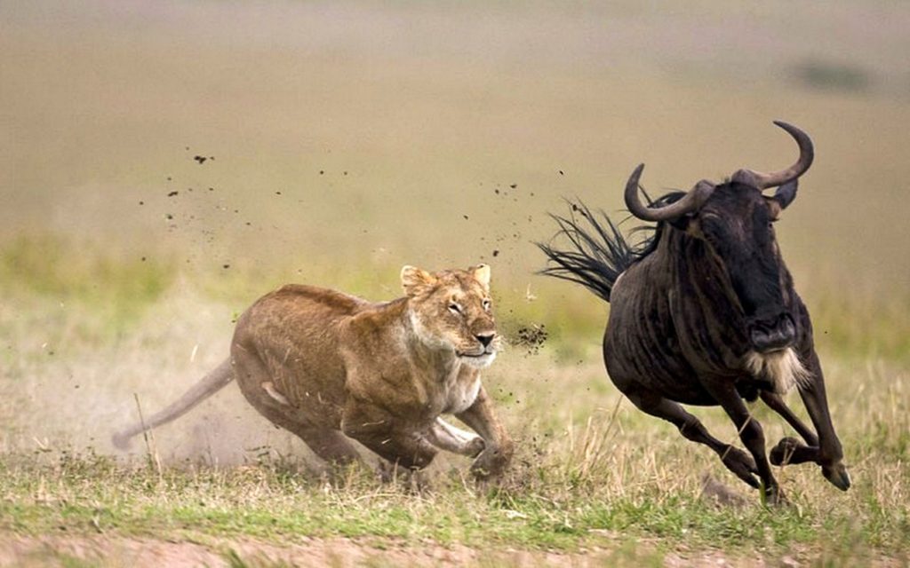 African Great Migration Experience -Witness Wildebeest Migration