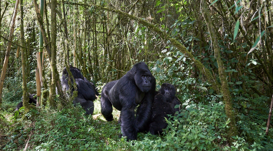 Best Gorilla Safari Deals in Rwanda