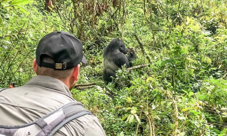 The Chances of Seeing Gorillas in Uganda