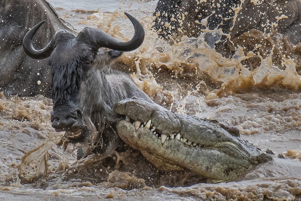 East African Safari Experiences 