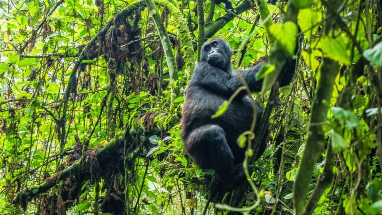 Chances of Seeing Gorillas in Bwindi