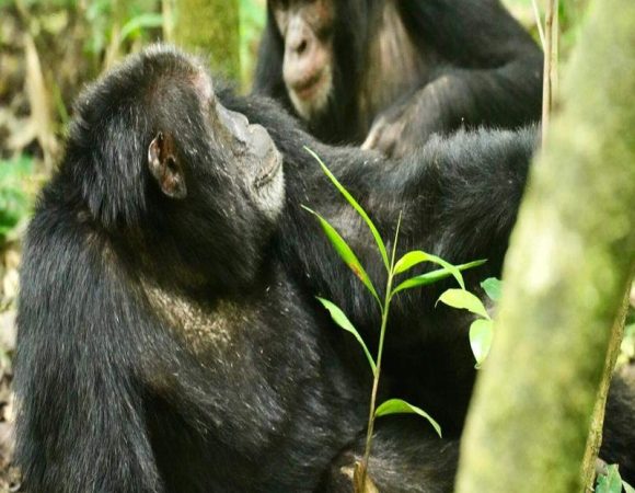 Chimpanzee Trek Safaris