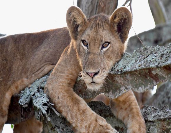 3 Days Queen Elizabeth National Park