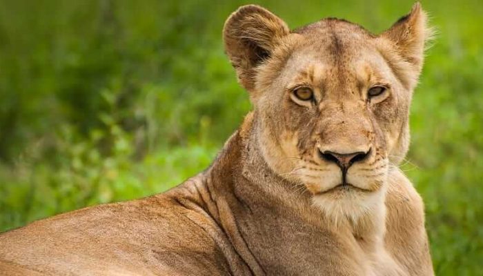 Premium Africa Safaris: Gorilla Trekking Uganda & Rwanda | Kenya