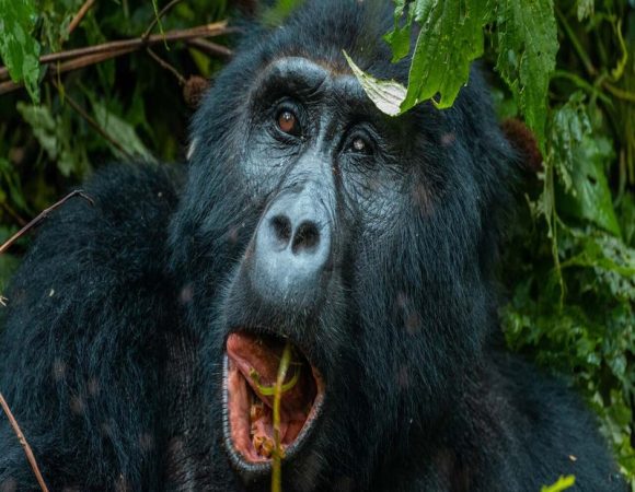 Bwindi Gorilla Trek