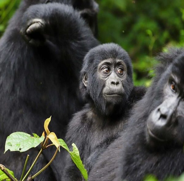 5 Days Gorilla and Golden Monkey Trek