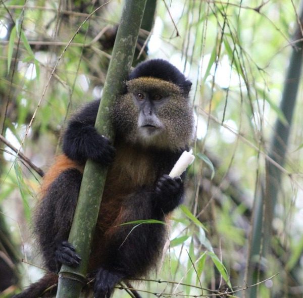 5 Days Gorilla and Golden Monkey Trek