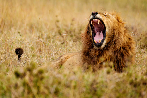 Tanzania