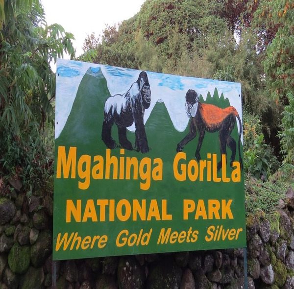 5 Days Gorilla and Golden Monkey Trek