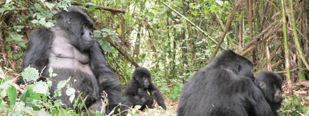 1 Day Bwindi Gorilla Safari from Kigali