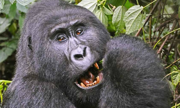 Gorilla Safaris Uganda & Rwanda