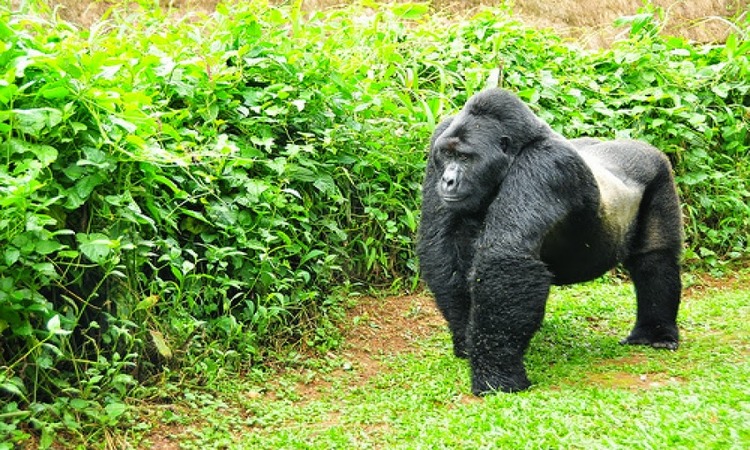Gorilla Safaris Uganda & Rwanda