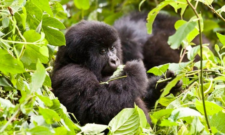 Gorilla Safaris Uganda & Rwanda –Premium Gorilla Trekking Tours