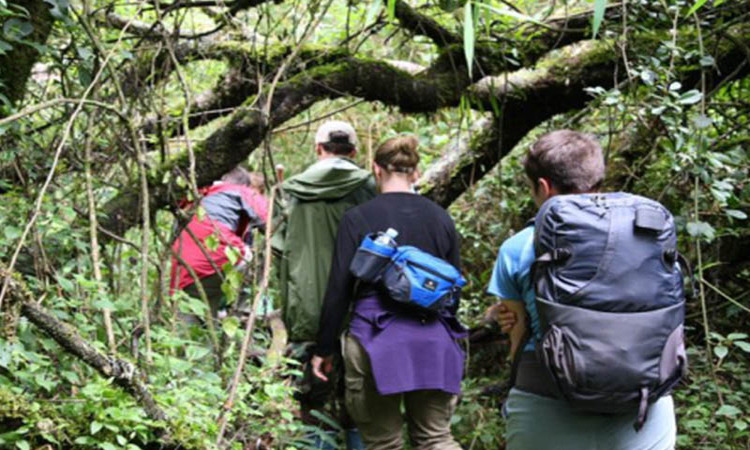 Gorilla Safaris Uganda & Rwanda