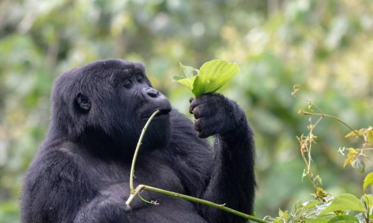 Gorilla Safaris Uganda & Rwanda