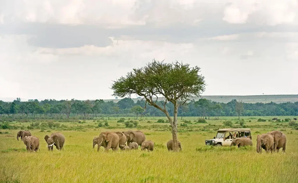7 Days Uganda Safari to enjoy a Tailor-Made Uganda Wildlife Tour Package