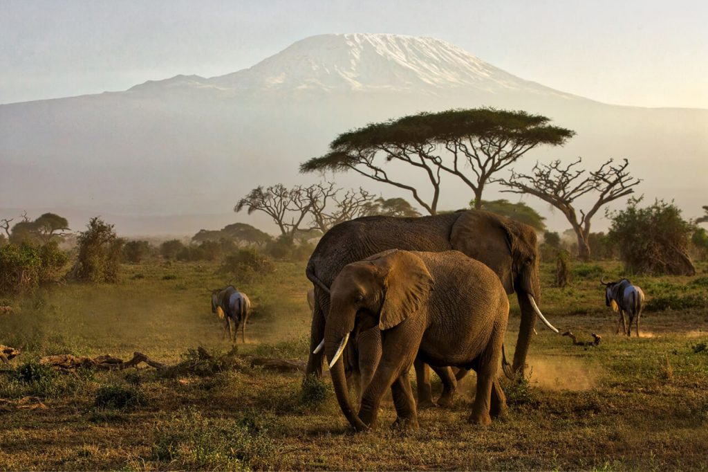 Wildlife safaris tours in Africa 