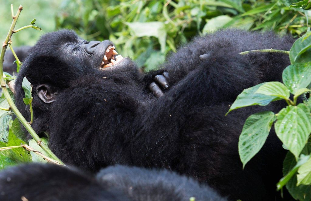 What is the Best Time To Go For Gorilla Trekking By Seasons, months of the year.