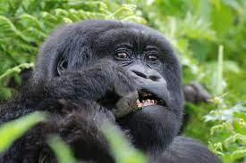 Uganda Gorilla safaris in May with Discounted gorilla trekking offers