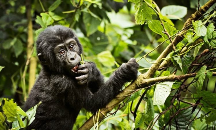 Uganda gorilla safaris