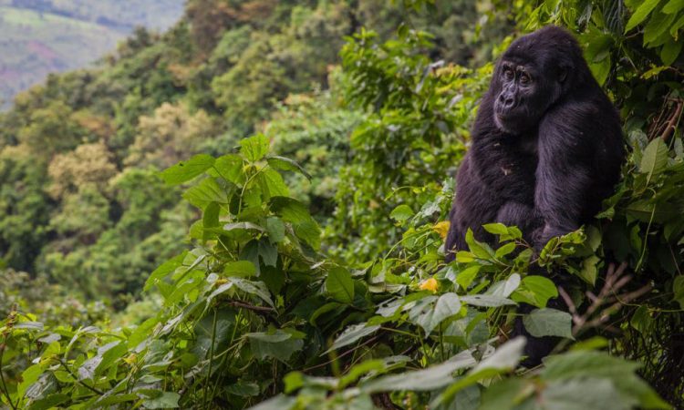 Uganda gorilla safaris