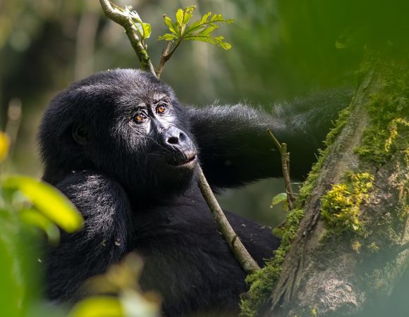 Uganda Gorilla Safaris in April