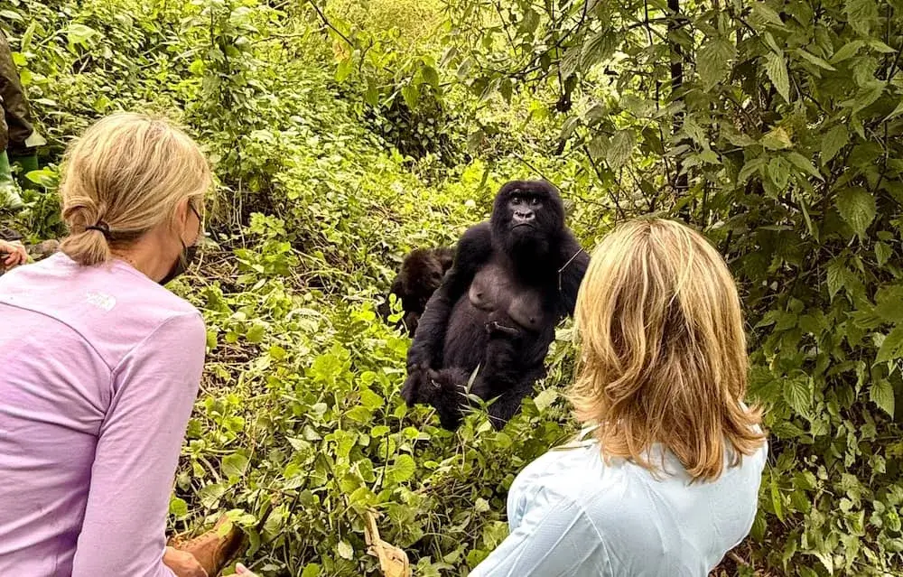 Uganda Gorilla Safaris in April, visit mountain gorillas during the low season