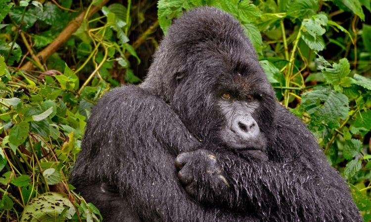 Uganda Gorilla Safaris