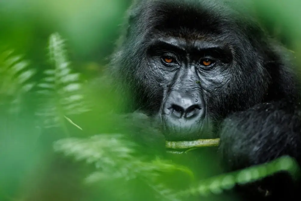 Uganda Gorilla Safaris in February –The Best Month to see Gorillas