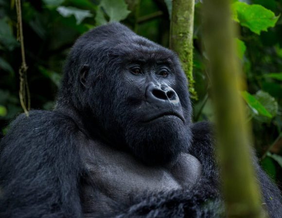 Uganda Gorilla Safaris in January