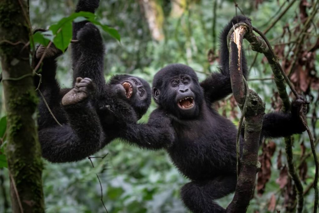Uganda Gorilla Safaris in March, a rainy season best for gorilla trekking in Bwindi Impenetrable National Park and Mgahinga