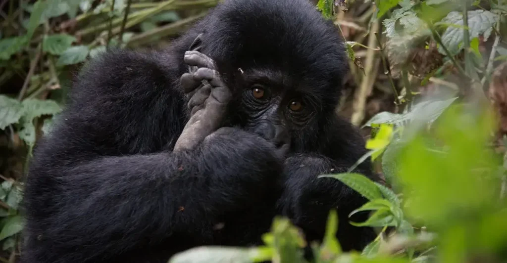Uganda Gorilla Safaris in March, a rainy season best for gorilla trekking in Bwindi Impenetrable National Park and Mgahinga