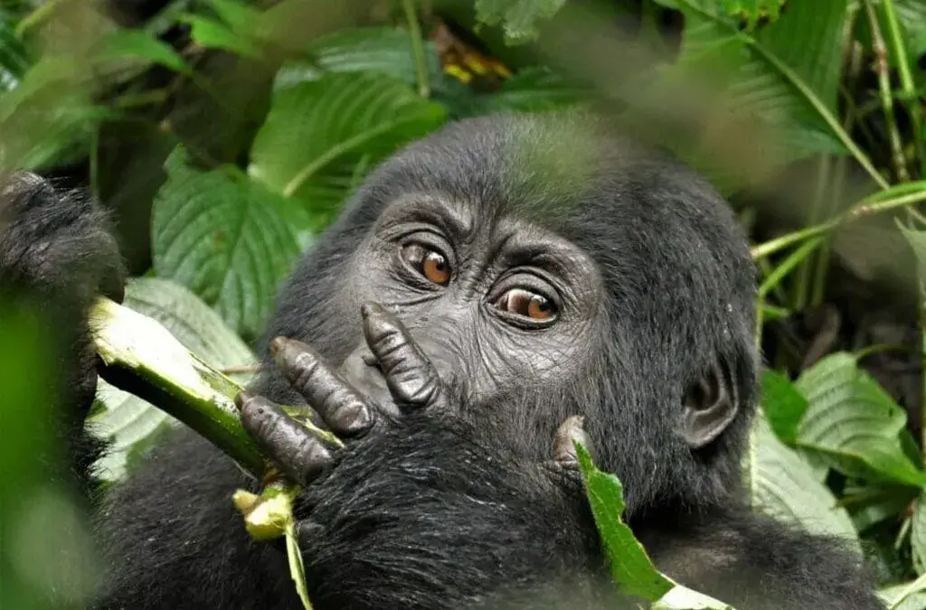 Uganda gorilla safaris in February