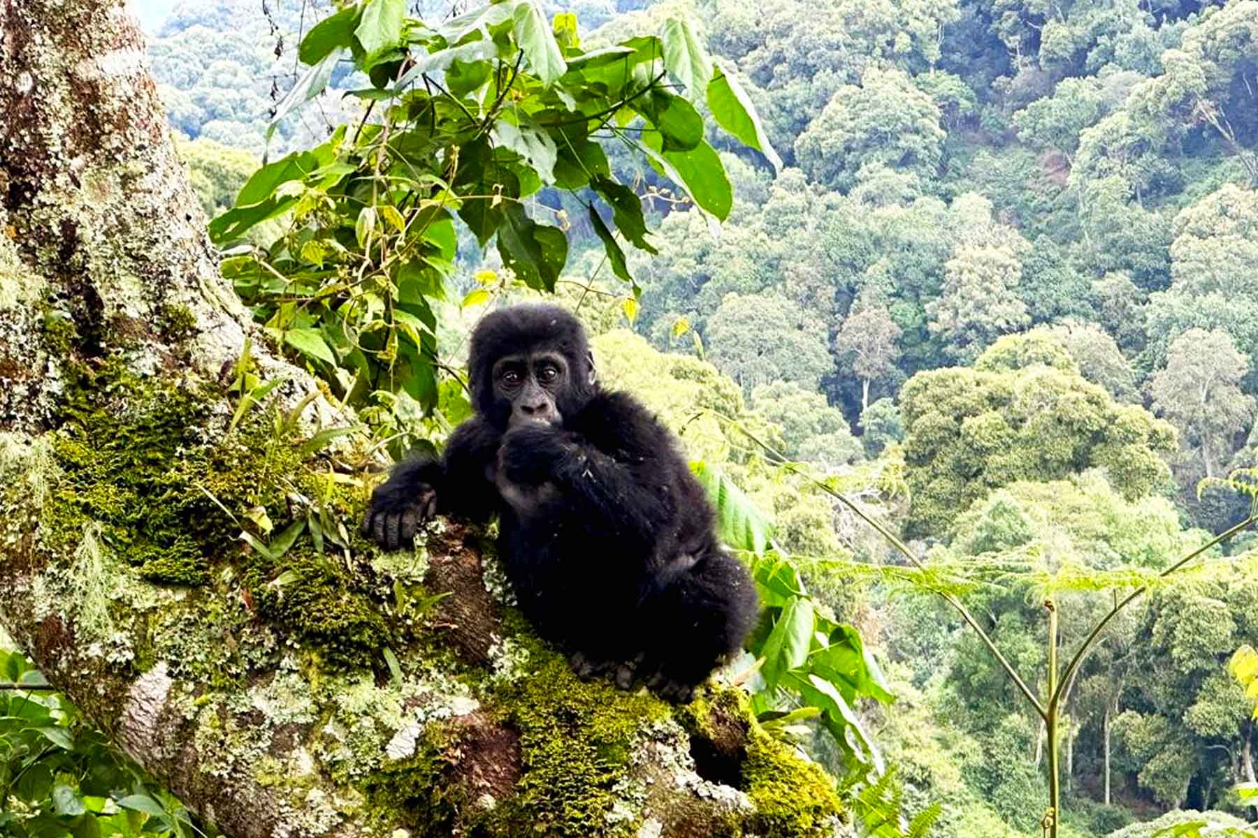 Uganda Gorilla Safaris