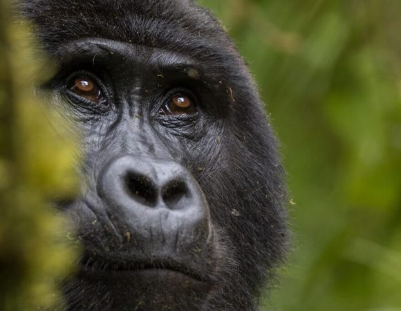 Best Places to See Gorillas in Africa