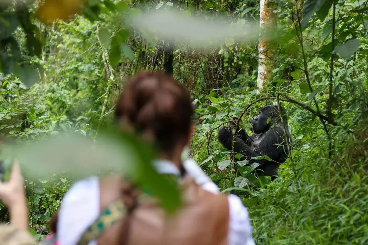 Best Time To Go For Gorilla Trekking