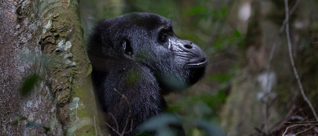 Gorilla Trekking in Bwindi Impenetrable Forest –Updated Guide