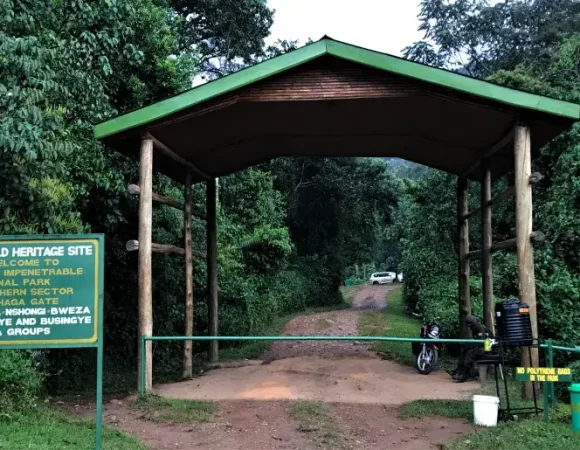 Gorilla Trekking in Bwindi Impenetrable Forest