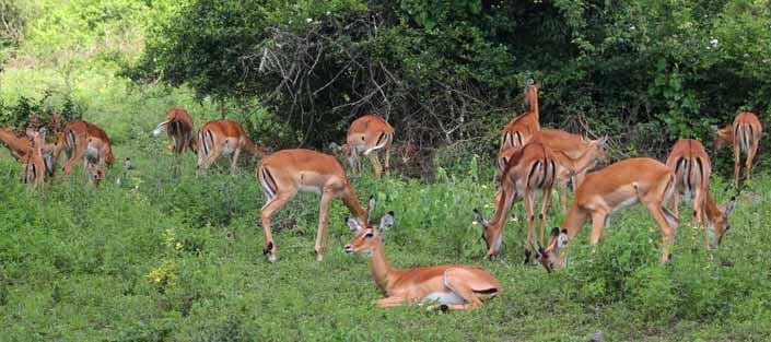 Wildlife Tours in Lake Mburo National Park, best of Uganda safaris, game drives, boat cruise 